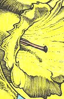 Dandelion Thumbnail