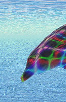 Dolphin Thumbnail
